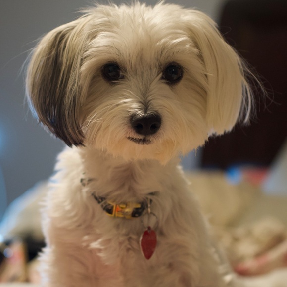 Meet your Posher, Suzana - Picture 3 of 4